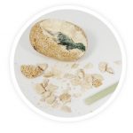 Buki: skamielina jajko dinozaura 6+ - obrazek 2