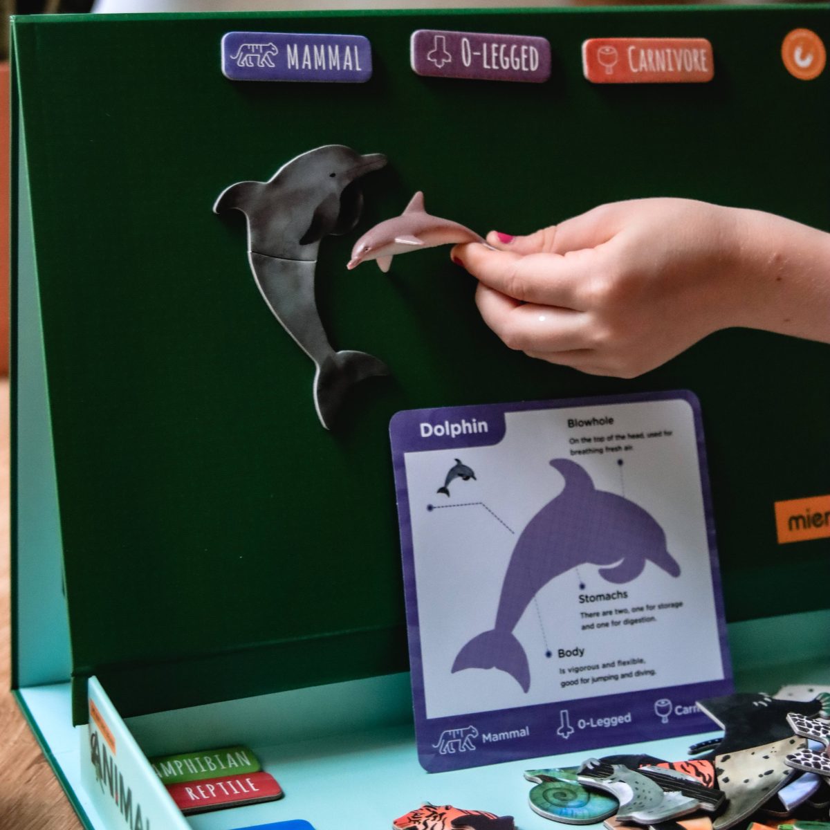 PIC_ME093_44 mierEdu: układanka magnetyczna Zwierzęta - obrazek 3