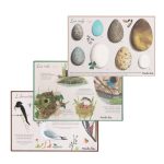 Moulin Roty: zestaw ODKRYWCY PTAKÓW 6+ - obrazek 4