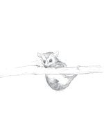 Drzewo życzeń - K. Applegate | Dwie Siostry - obrazek 2