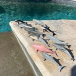 Safari Ltd: Delfiny. Zestaw Figurek w Tubie. - obrazek 2