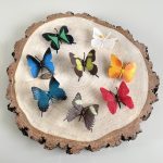 Safari Ltd: Motyle. Zestaw Figurek w Tubie. - obrazek 6