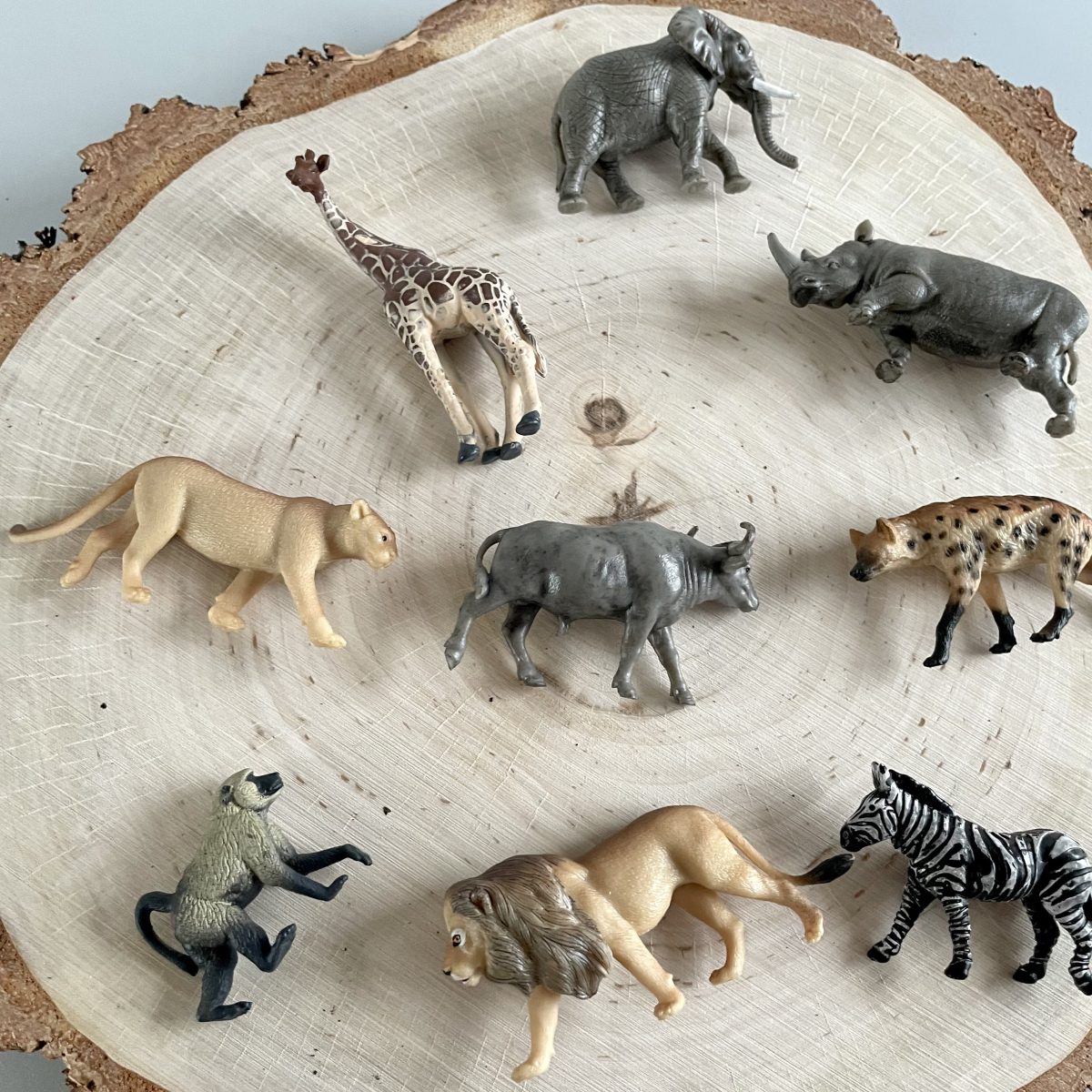 Produktowe-11 Safari Ltd: Zwierzęta Południowej Afryki. Zestaw Figurek w Tubie. - obrazek 2