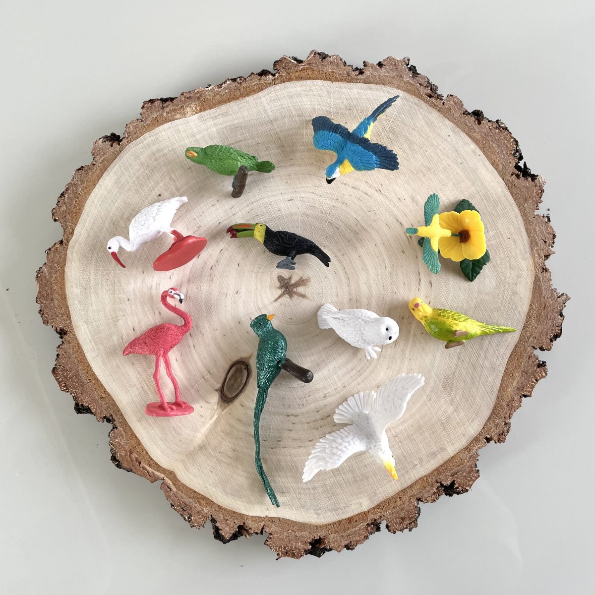 Safari Ltd: Egzotyczne Ptaki. Zestaw Figurek w Tubie. - obrazek 3