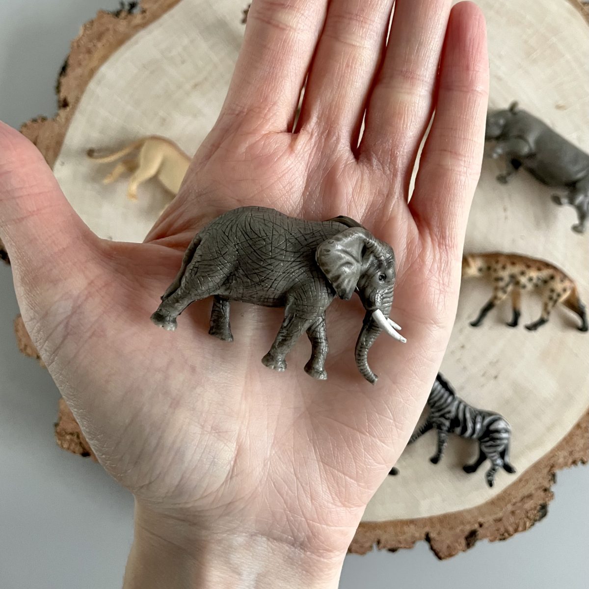 Produktowe-13 Safari Ltd: Zwierzęta Południowej Afryki. Zestaw Figurek w Tubie. - obrazek 6