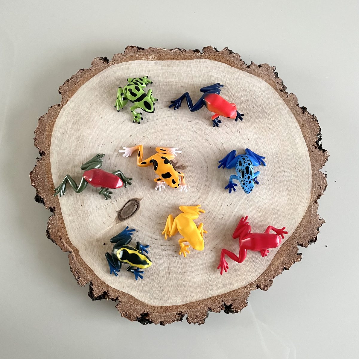 Produktowe_żaby trujące-11 Safari Ltd: Żaby Trujące Drzewołazy. Zestaw Figurek w Tubie. - obrazek 4