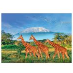 Calypto: Puzzle 500 el. XL ŻYRAFY - obrazek 2