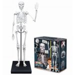 Buki: Szkielet człowieka XL - 85 cm - obrazek 2