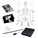 Buki: Szkielet człowieka XL - 85 cm - obrazek 4
