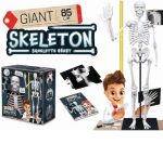 Buki: Szkielet człowieka XL - 85 cm - obrazek 3