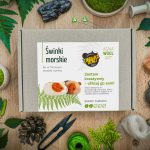 AGNA WOOL ART: Ufilcuj go sam! Zestaw do filcowania Świnki Morskie