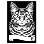 COLORVELVET: Kolorowanka Welwetowa A4 Kot Europejski