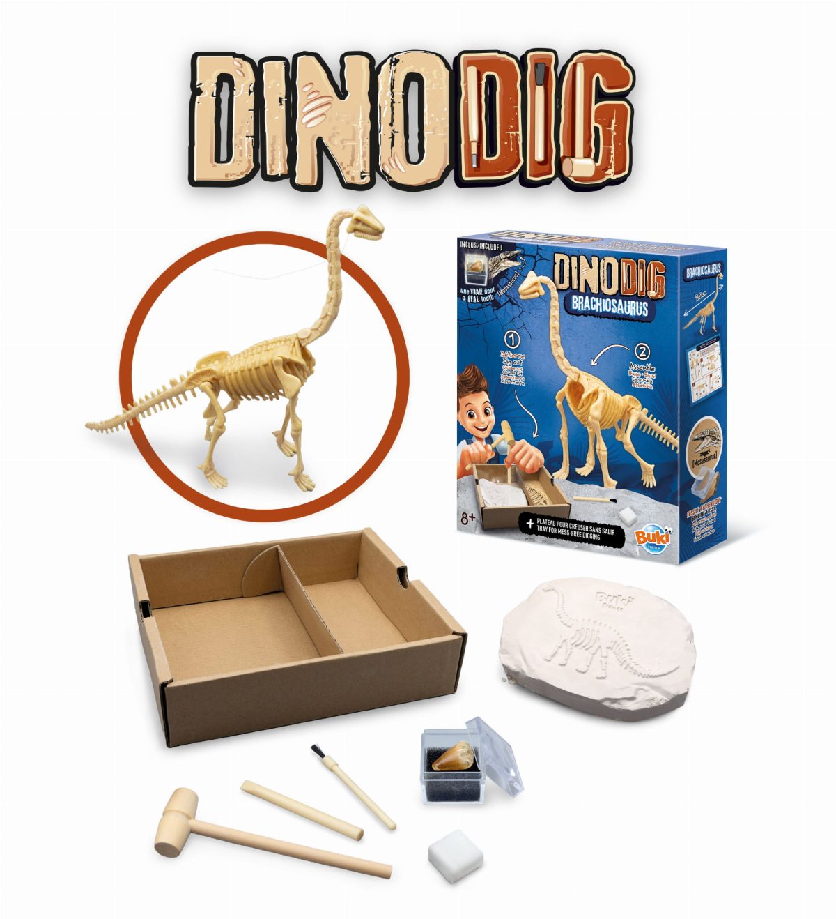 Buki: Mały paleontolog - Brachiozaur 8+ - obrazek 2