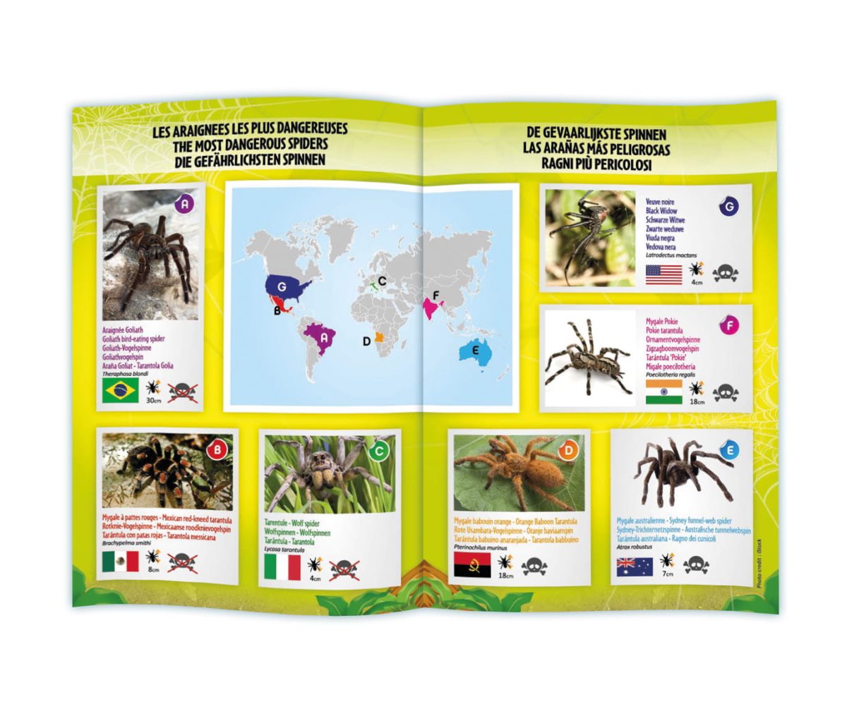 Buki: zdalnie sterowany pająk Tarantula 6+ - obrazek 2