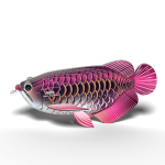 Eugy: Ryba Arowana Azjatycka - Eko Układanka 3D - obrazek 5