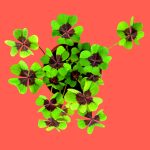 Resetea: zestaw do uprawy koniczyny czterolistnej dla dzieci | mój pierwszy ogródek - obrazek 3