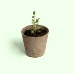 Resetea: zestaw do uprawy jak kiełkuje nasiono | mój pierwszy ogródek - obrazek 3